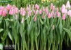 Tulipa Matchmaker ® (2)